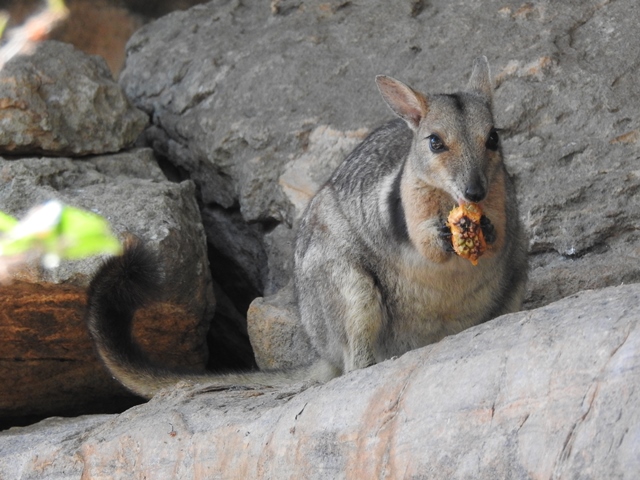 Wilkin's Rock Wallaby munching on a pandanus fruit at Ubirr